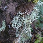 Il lichene Evernia prunastri - Monte Soratte 31 maggio 2017
