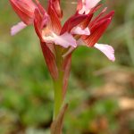 Orchidea farfalla – Anacamptis papilionacea