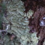 Il lichene Flavoparmelia caperata