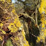 Il lichene Xanthoria parietina