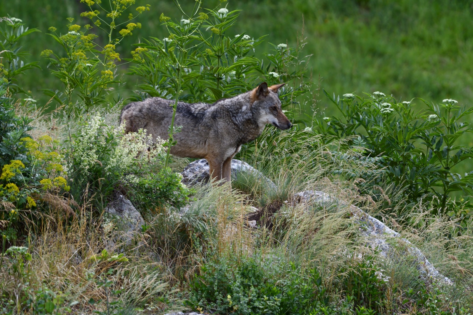 La Riserva naturale del Monte Soratte partecipa al monitoraggio nazionale del  lupo - Città metropolitana di Roma Capitale : Città metropolitana di Roma  Capitale